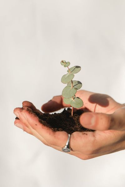 Close-up of a person's hands holding a green plant, symbolizing care.